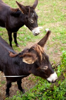 Donkeys grazing in the meadow