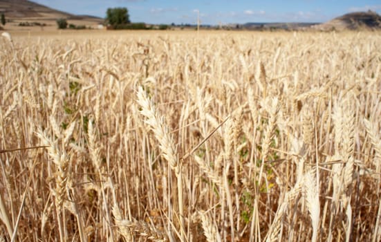 Ears of corn in a field - Spain