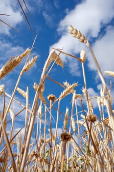 Ears of corn in a field - Spain