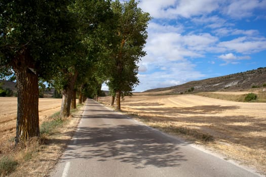 Road in the countryside, way of St. James - Spain
