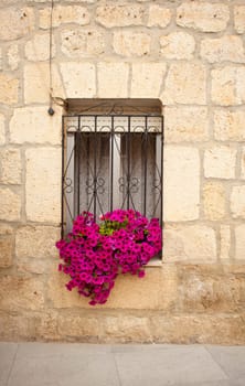 Pot with flowers on the window
