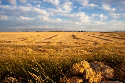 Rural scene in the countryside - Way of St. James