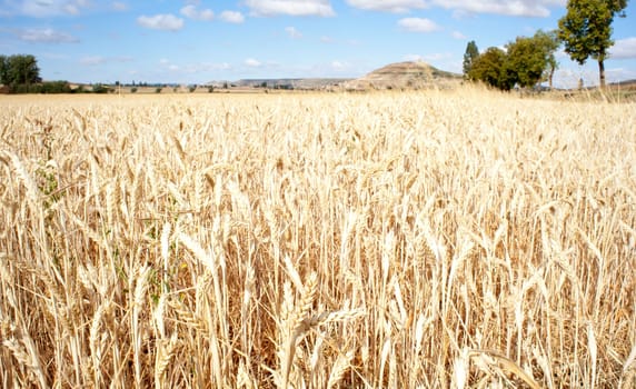 Ears of corn in a field - Spain