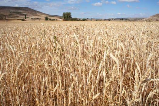 Ears of corn in a field - Spain