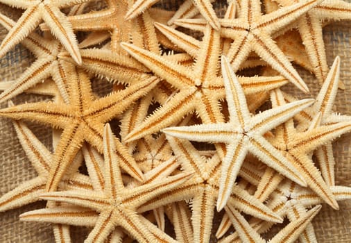 sea star background