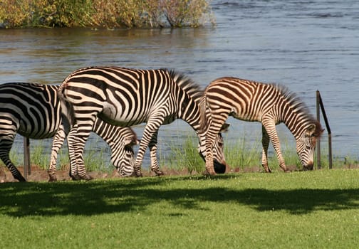 zebra in Africa