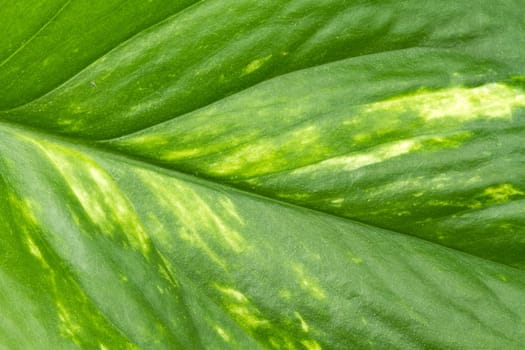 Texture of a green leaf as background