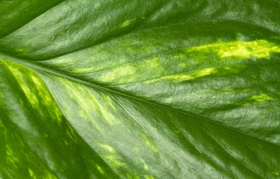 Texture of a green leaf as background