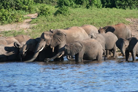 a group of elephant in their natural habitat
