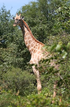 giraffe in Africa