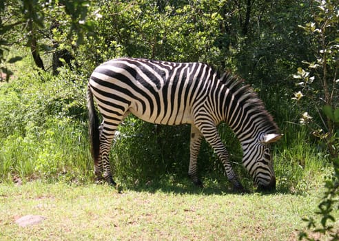 zebra in Africa