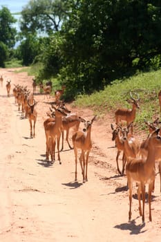 gazelles in Africa