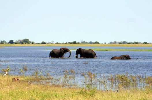 a group of elephant in their natural habitat