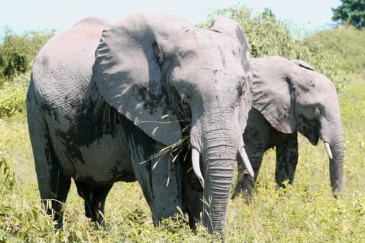 a group of elephant in their natural habitat