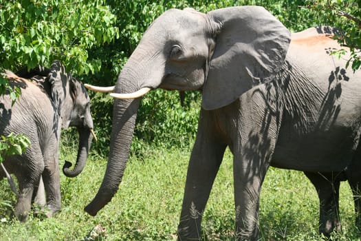 a group of elephant in their natural habitat