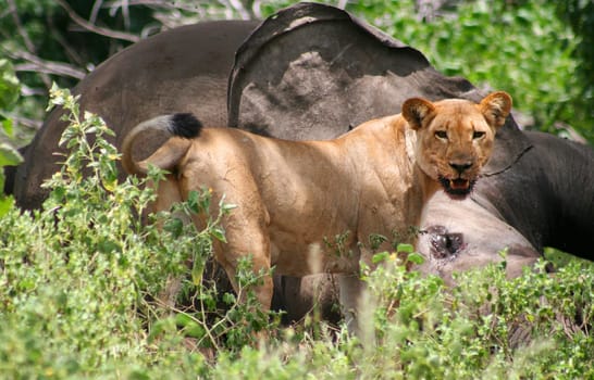 lioness eating elephant