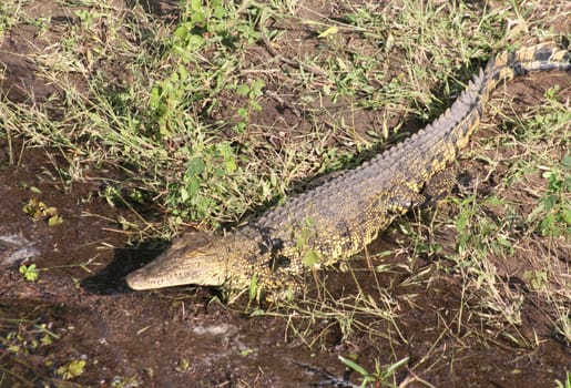 Crocodile close up