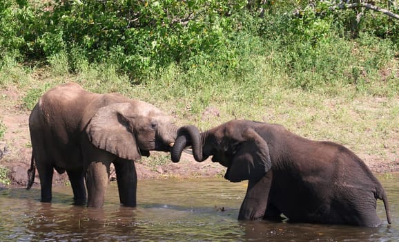 a group of elephant in their natural habitat