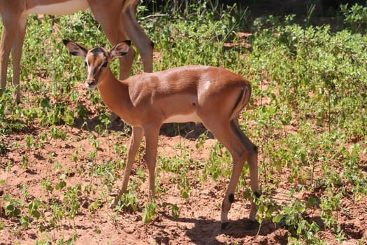 gazelles in Africa