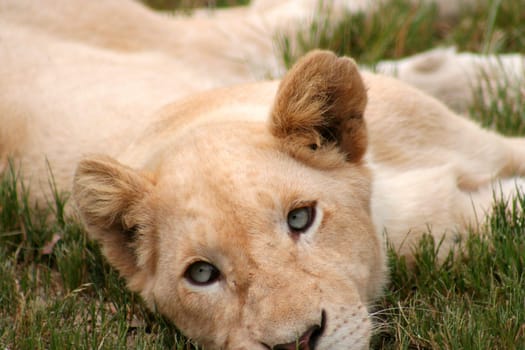 little lion