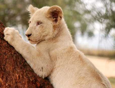 little lion