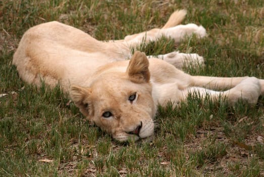 little lion