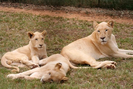 group of lioness