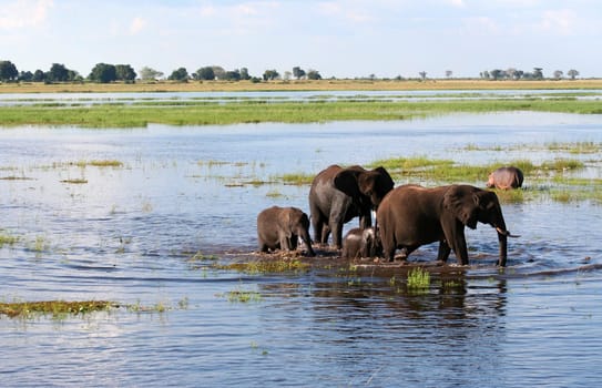 a group of elephant in their natural habitat