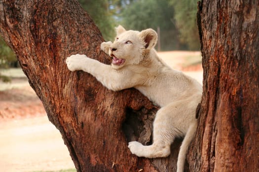 little lion