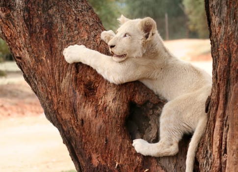 little lion