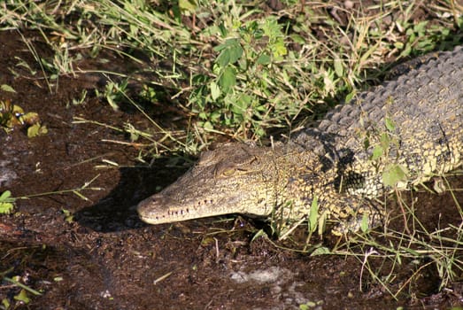 Crocodile close up