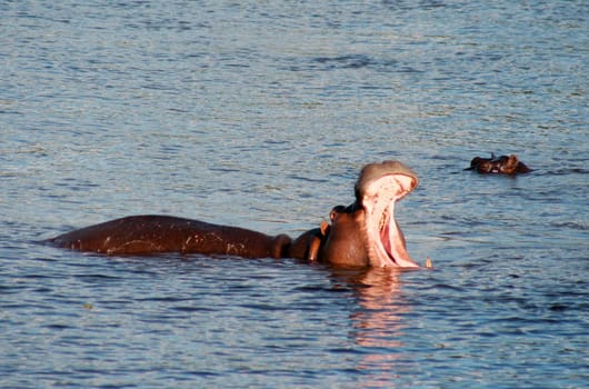 Yawning hippo in the water