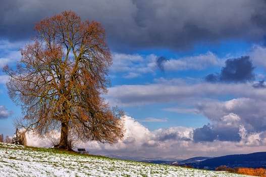 Littleleaf linden
