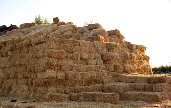 Bales of hay on a field after harvest