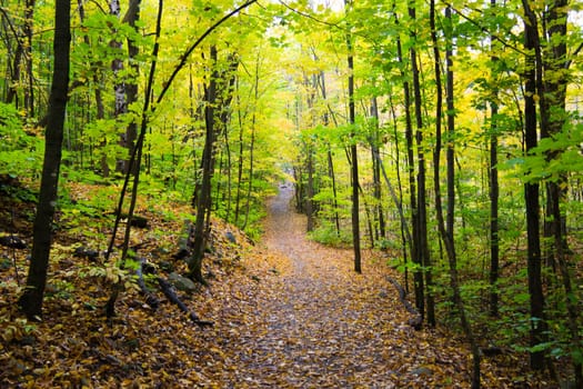 Trail in the forest