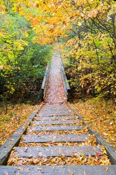Trail in the forest
