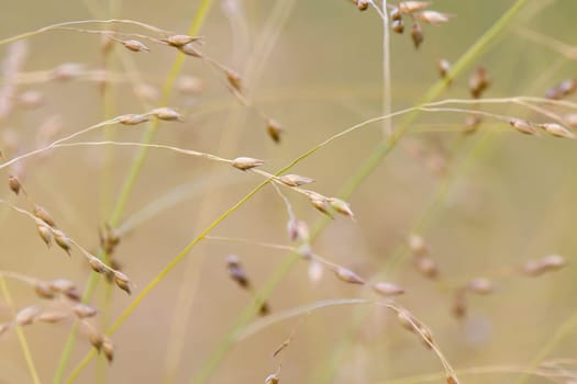 Wild grass background