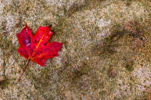 Red maple leaf on a rock - background
