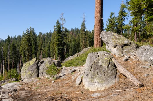 forest in Yosemite National Park in California