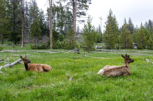pair of deer in Yellowstone National Park in Wyoming