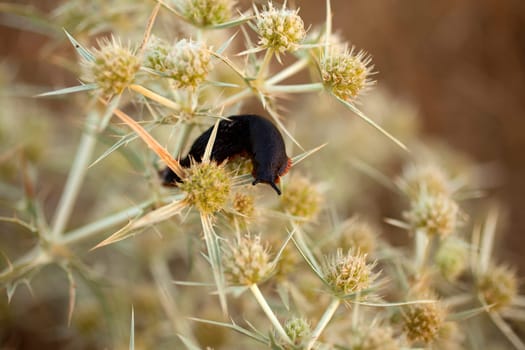 Snails without house on the bush