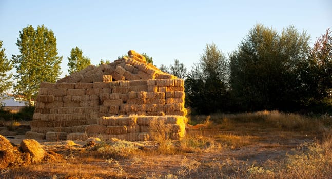 Bales of hay on a field after harvest