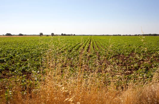 A field of green vegetable