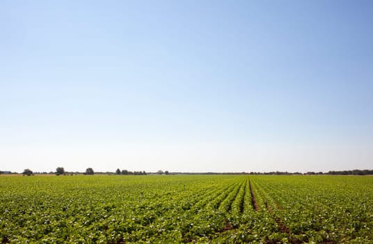 A field of green vegetable
