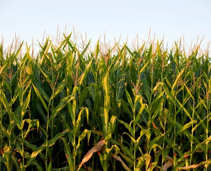Cornfield in the spanish countryside