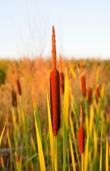 Cane thicket in the countryside