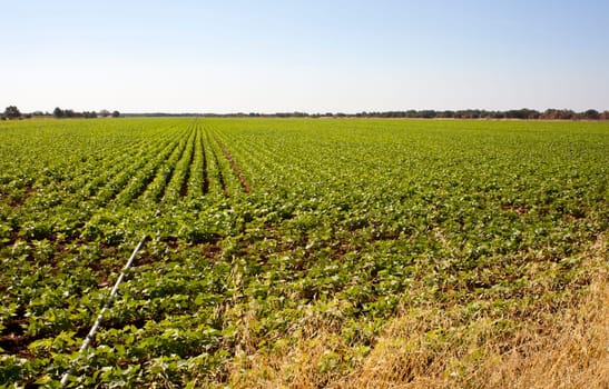 A field of green vegetable