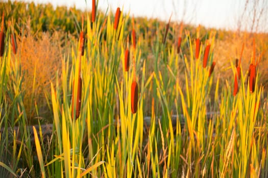 Cane thicket in the countryside