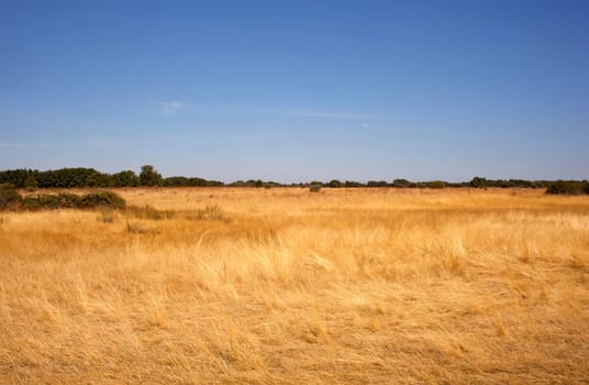 Field after harvest in Spain