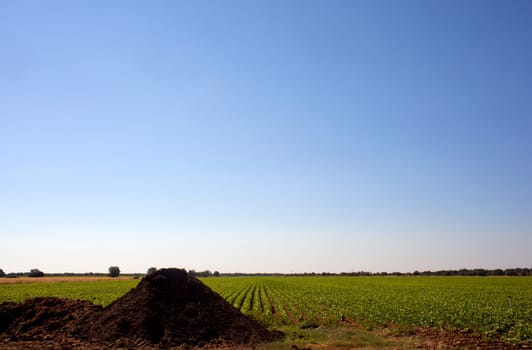 Manure on a fiel, Spain